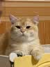 星益生趣（STELLA&CHEWY'S）美国原装进口SC无谷RC冻干涂层全猫粮鸡肉猫粮试吃50g主食冻干 实拍图
