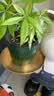 奥美优自动吸水绿萝花盆懒人塑料花盆水培植物容器储水专用特大号不漏水 实拍图