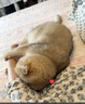 虎牌（TIGER）【京东限定】小老虎儿童保温杯学生吸管水杯一杯双盖 实拍图