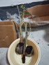 重瓣红三角梅盆栽带花三角梅苗勤花品种爬藤老桩室内花卉植物四季 四季红 3年苗【当年开花】不含盆 实拍图