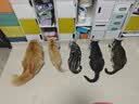 逸诺（enoug）SOS猫咪沐浴露宠物沐浴露美毛亮毛布偶缅因波斯长毛猫香波280ml 实拍图