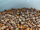 好主人猫粮 幼猫猫粮 室内天然粮 全价幼猫粮通用鸡肉味 2.5kg/5斤 实拍图