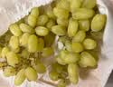 【整箱】新疆无籽露葡萄2kg 实拍图