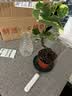 临雅水培圆叶福禄桐钱多多盆栽植物客厅桌面水养绿植水滴瓶源头直发 实拍图