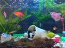松宝（sobo）鱼缸氧气泵养鱼增氧机充氧泵家用小型制氧机氧气机鱼用充氧器低音 【升级更静 气量可调】双孔8W+气饼套餐 实拍图