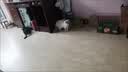 憨憨乐园防剑麻垫猫抓垫猫抓板不掉屑耐抓防猫爪猫垫子入户门地垫用品 实拍图