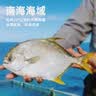 环球水产南海二去金鲳鱼净重900g/2条去鳃去脏免处理鱼类海鲜 实拍图