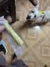 疯狂小狗 狗零食牙倍净洁齿旋风棒宠物幼犬小型犬磨牙棒 猕猴桃配方150g 实拍图