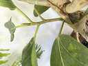 美益棵营养土养花通用型8L园艺专用种菜蔬菜多肉盆栽绿植种植泥炭土壤 实拍图