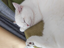 皇家猫粮 幼猫猫粮 幼猫奶糕 K36 通用粮 4-12月 2KG 实拍图
