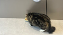 多特思猫罐头招财金饭碗68g猫主食罐头奶糕成幼猫全价湿粮餐盒猫饭 实拍图