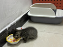 亿迪 猫粮幼猫1-4月12月全价奶糕蓝猫英短美短小猫专用离乳期3斤 实拍图