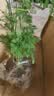 文竹盆栽绿植花卉盆景植物室内客厅水培文松云竹文竹大苗四季常青 小文竹【1颗】原盆原土球发货 高度15-25cm 实拍图
