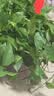 京东绿植绿萝盆栽除甲醛花卉绿植办公室新房净化空气360自吸盆1盆源头直 实拍图