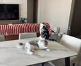 鲜朗低温烘焙猫粮无谷全阶段通用型鲜郎营养高蛋白鸡肉全价猫粮囤货装 烘焙猫粮2kg【单包装】 实拍图