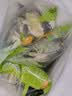 一号农场开袋即食田园风情沙拉120g*3油醋汁蔬菜沙拉轻食健身代餐源头直发 实拍图