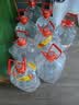 巴馬百年（LONGLIFE）大桶水天然山泉水高端母婴水巴马泡茶水15L大容量桶装水 实拍图