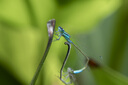 腾龙（Tamron）A065S 70-180mm F/2.8 Di III VC VXD G2二代防抖大光圈长焦变焦全画幅微单镜头(索尼全幅E口) 实拍图