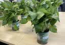 京东绿植绿萝盆栽除甲醛花卉绿植办公室新房净化空气 120款10盆源头直发 实拍图
