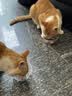 皇家猫粮 成猫猫粮 户外成猫 O30 通用粮 12月以上 4KG 实拍图