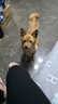 麦富迪狗粮 藻趣儿狗粮成犬粮牛肉螺旋藻 均衡营养15kg/30斤 实拍图