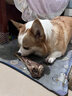 疯狂小狗宠物狗零食牛骨头磨牙棒磨牙洁齿耐啃 中大型犬香烤牛腱腿90g 实拍图