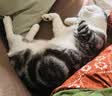 维克（Virbac）耳漂滴耳液狗狗猫咪预防耳螨清洁耳道洗耳液犬猫耳部清洁宠物滴耳液 60ml 实拍图
