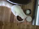 麦富迪猫粮 超肉粒冻干双拼幼猫粮免疫护肠胃 三文鱼2kg 实拍图