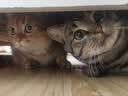 大宠爱 猫驱虫药 体内外同驱耳螨虱子跳蚤虫 2.6-7.5kg成猫 3支装 实拍图