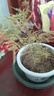 文竹盆栽绿植花卉盆景植物室内客厅水培文松云竹文竹大苗四季常青 小文竹【1颗】原盆原土球发货 高度15-25cm 实拍图