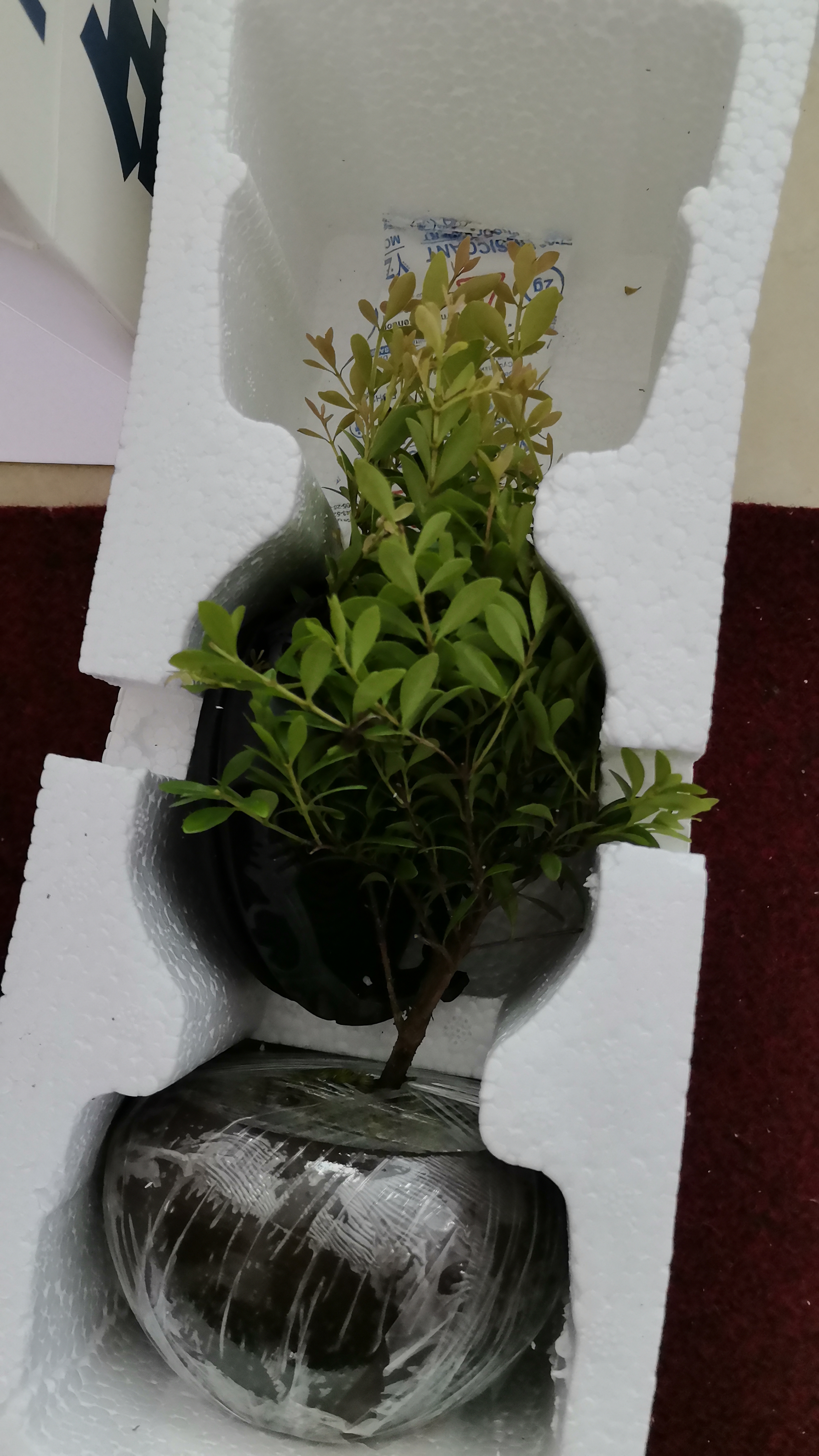 八芽 小叶赤楠盆景摆件室内绿植花卉盆栽老桩客厅办公室桌面好养植物 （【热销款】舍得紫砂盆赤楠+苔藓+底座） 实拍图