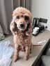 领先全价成犬主食罐狗罐头营养湿粮鸭肉梨配方120g*6罐 实拍图