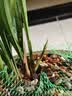 贝拉米（Bellamy's）经典2.0版4段幼儿有机奶粉800g 3岁+ 八大原生HMO 澳洲原装进口 实拍图