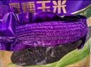 十月稻田 黑糯玉米 8根 3.52斤 真空包装 东北甜粘玉米棒 低脂早餐 实拍图
