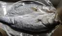 GUO LIAN国联水产 酒香三去海鲈鱼净重400g 免杀海鲜生鲜鱼类纯鱼肉 实拍图