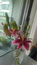 AB级优质香水百合鲜花水培插花家庭生活水养鲜切玫瑰云南产地直发 高品质【AB级粉色】香水百合10朵+保鲜剂+大花苞 实拍图