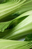 上海青约500g(油菜) 实拍图
