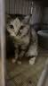LEGENDSANDY蓝氏猫零食全价主食猫条成猫幼猫鲜肉猫湿粮罐头混合口味 16g*12 实拍图