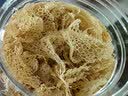 金唐有机竹荪80g 可溯源长裙竹笙无硫熏山珍菌菇干货煲汤火锅煲汤食材 实拍图