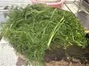 绿食者 新鲜茴香叶500g 茴香苗 饺子馅料茴香菜西餐香料蔬菜 实拍图