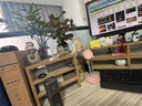 小盼菩提盆栽水培植物苔藓球办公室内带果花卉四季好养茶桌面绿植 小盼菩提（苔藓球） 拒绝焦虑盏（15个果子以上） 实拍图