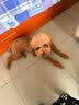 皇家狗粮 成犬狗粮 犬粮 宠物小型犬 PR27 全价犬粮≥10月2KG 实拍图