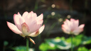 索尼（SONY）E 55-210mm APS-C画幅远摄大变焦微单相机镜头 黑色E卡口 SEL55210 实拍图