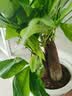 发财树盆栽大植物室内办公室桌面客厅小盆景招财树苗绿植花卉盆栽 三杆发财树 5-8cm【透明储水盆】 【送肥料】 实拍图