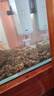 松宝（sobo）鱼缸过滤器内置三合一过滤增氧系统水族箱养鱼循环水泵氧气泵 15W 实拍图