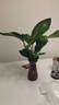 种花迷水培天堂鸟盆栽花卉植物室内客厅绿植面鹤望兰吸甲醛四季好养活 精品水培天堂鸟50-60厘米3棵【不含瓶】 实拍图