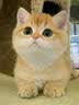 维达（Vinda）厨房用纸 抽纸80抽*3包 6倍吸油吸水 厨房纸懒人抹布吸油厨房纸 实拍图