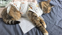 华元宠具（hoopet）猫咪绝育服宠物母猫小狗狗幼猫手术服透气断奶服公猫防舔术后衣服 实拍图