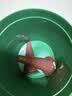宝宝馋了DHA巧脆筒108g儿童零食星球杯无添加香精送宝宝辅食谱 实拍图