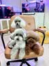 NOW FRESH狗粮 无谷小型犬全犬幼犬四叶草进口狗粮泪痕管理11.3kg-效期27/3 实拍图